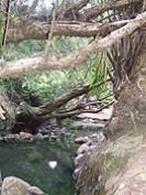 Hot Springs at Whangaparapara