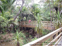 Hot Springs Track Whangaparapara