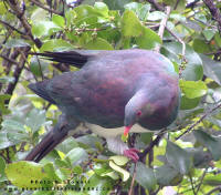 Wood Pigeon (Kereru)