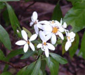 Great Barrier Island Daisy