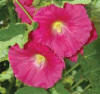 Hollyhock